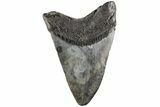 Fossil Megalodon Tooth - South Carolina #190233-1